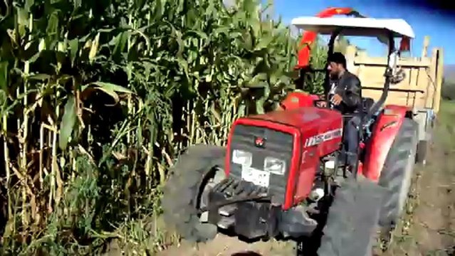 mısır silajı massey ferguson