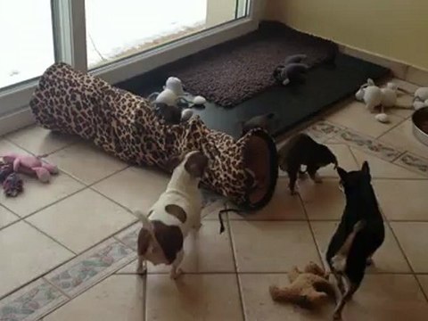 chiots chihuahua 8 semaines , jeux au parc