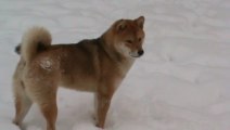 Shiba et Labrador chocolat dans la neige