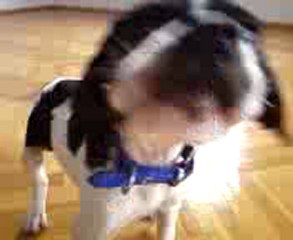 ivan ferma çalışması 2 aylık