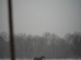 Dimanche 20 janvier 13   de 20 cm de Neige dans les paddocks