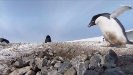 BBC Kutuplar Atlası Suç Dünyasına Girmiş Penguen