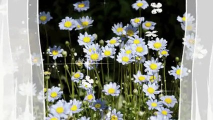 Zeki Müren -- Hayatın ne anlamı var, yanımda sen olmayınca