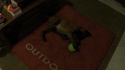 Hellboy malinoisq male 9 semaines