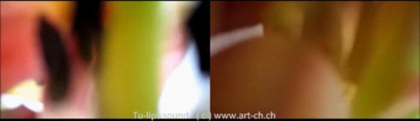 Tu-lips sound Part 2
