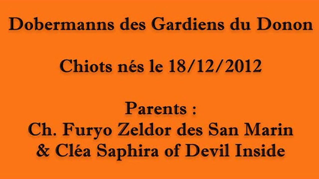 2eme Semaine CHIOTS 2012