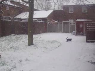 Jet loves playing in snow 20th Jan 2013