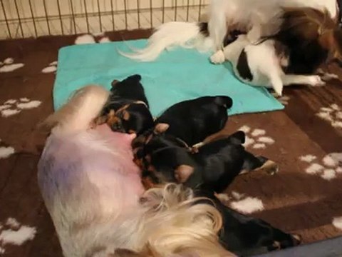 chiots yorkshire et phalène 2 semaines 1/2