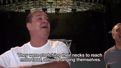 The Existential Stories of Tim Maia - COWS!