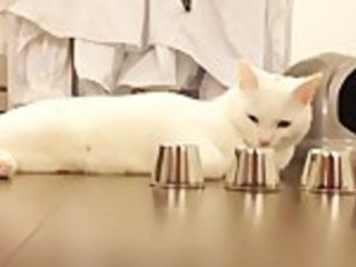 Clever Cat Wins Shell Game