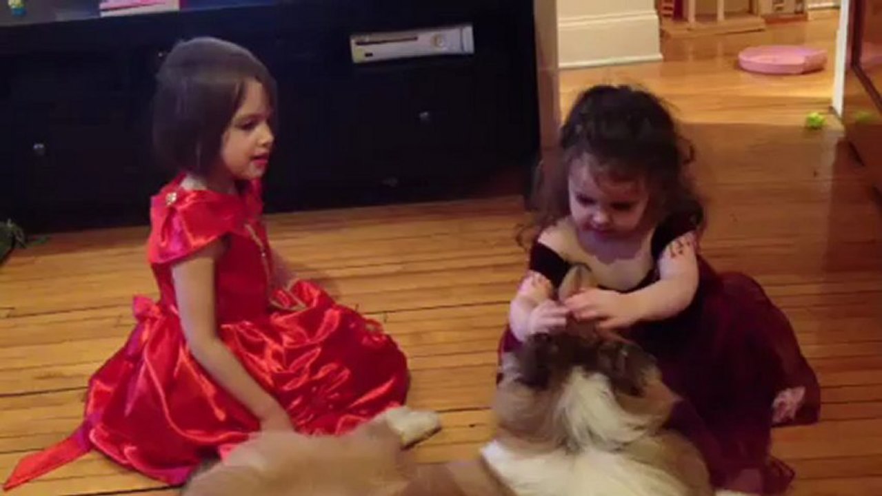 Collie with child