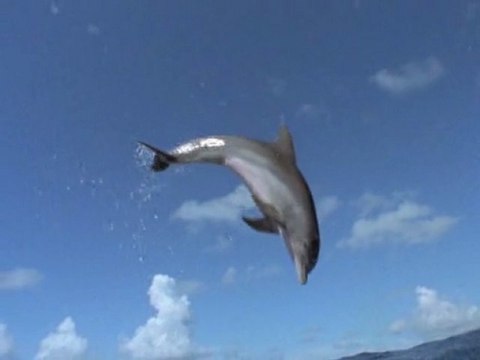Dauphins, les Danseurs de L'Océan / National Geographic / Les 25 Plus Beaux Films