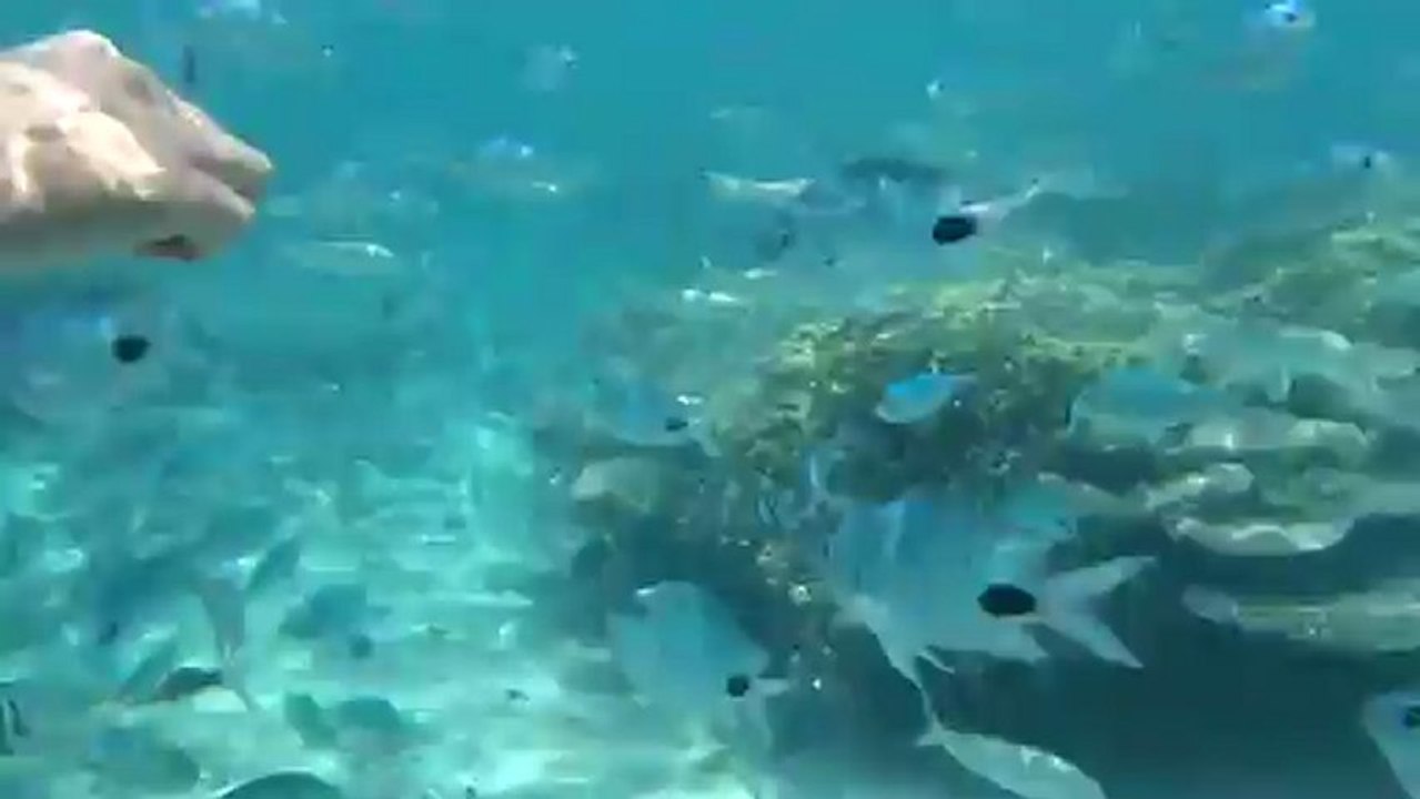 Pierre et Alexis donnent à manger aux poissons !