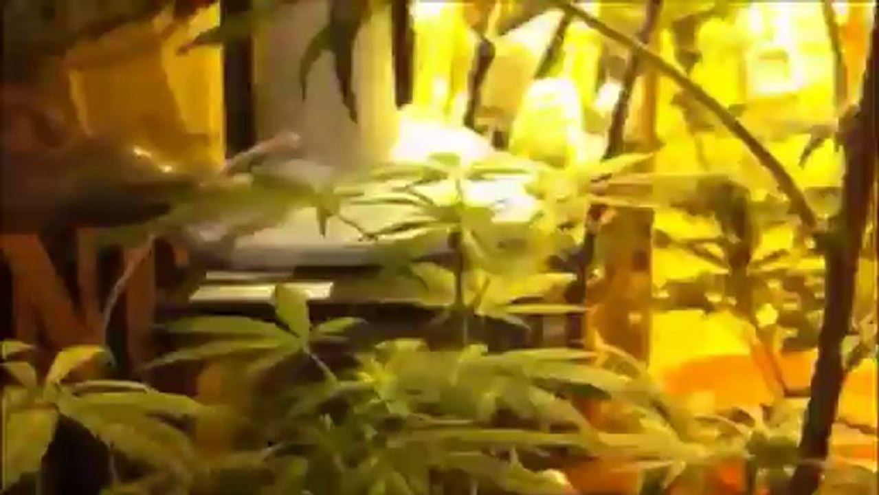 BD