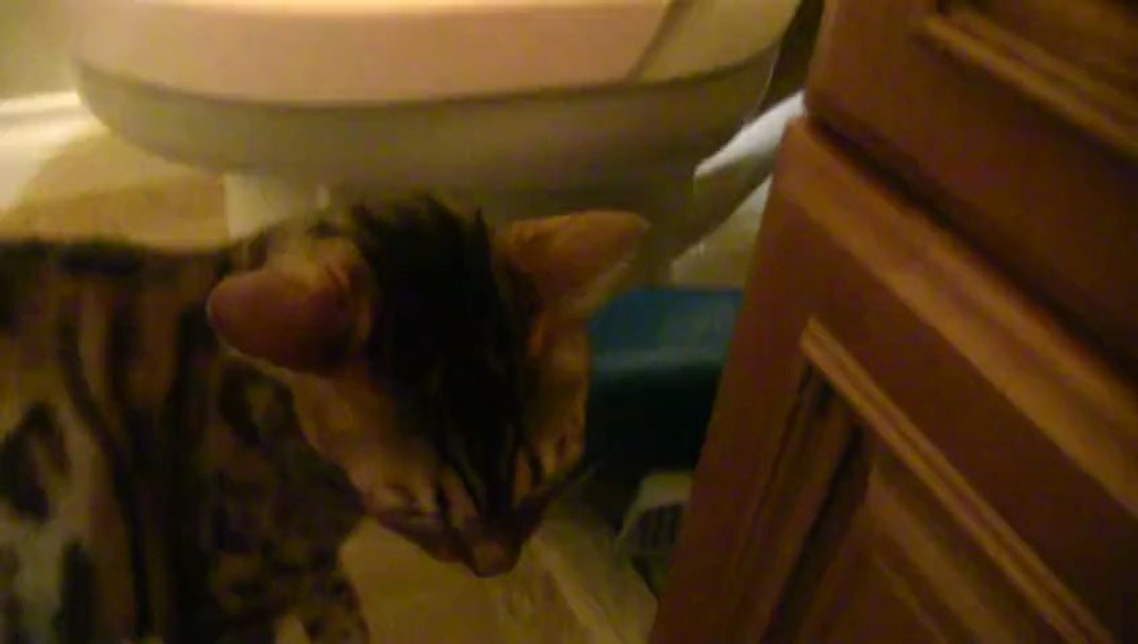 Litter Kwitter Update 6 - SUCCESS AT STAGE 2 Linus Cat Tips