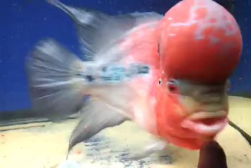 red dragon flowerhorn turkish murder