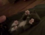 Minik Yavru Kedi Oyun Oynuyor