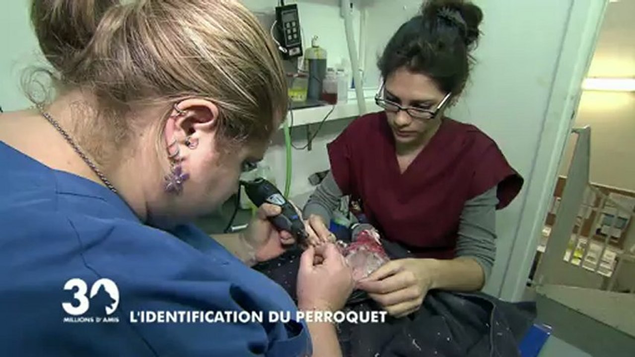 L'identification du perroquet