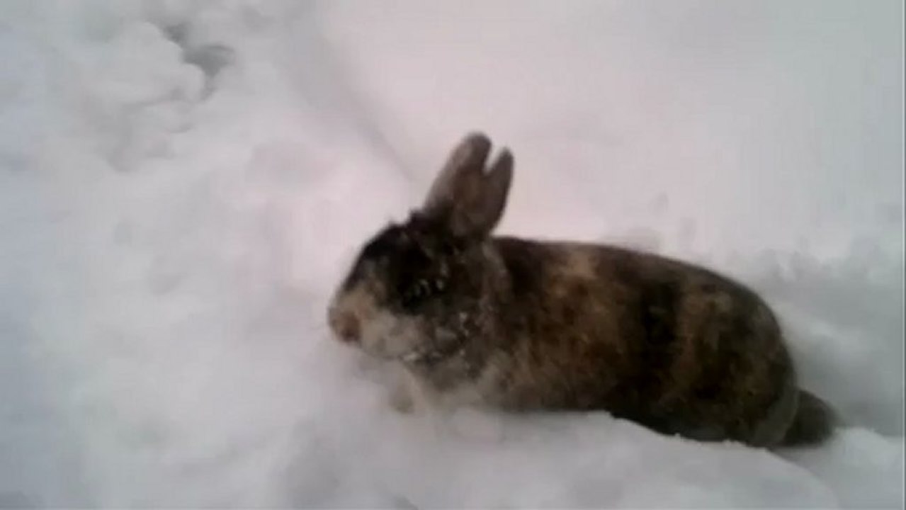 alfred fait le chasse neige