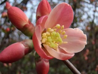 Trini Lopez-Aquella rosa