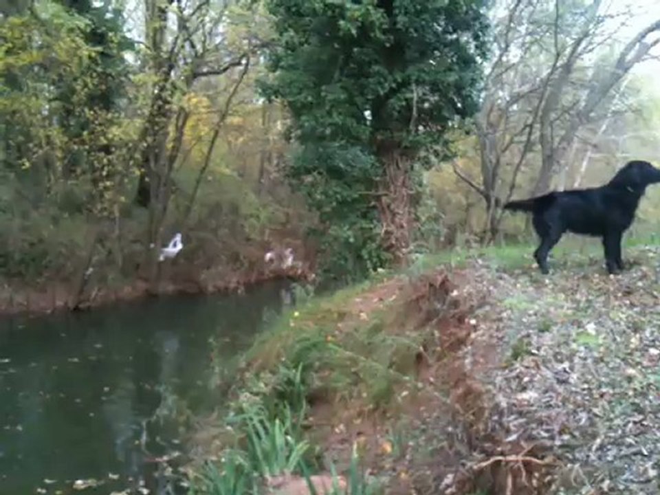 LesFlat retriever et l'eau