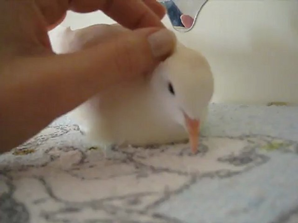 Magalie - Tourterelle rieuse 2