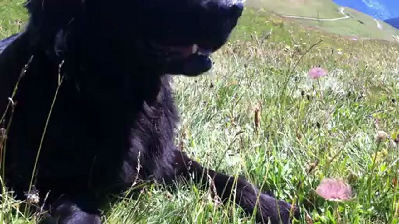 Varappe du Roc de Tougne au cœur des Alpes