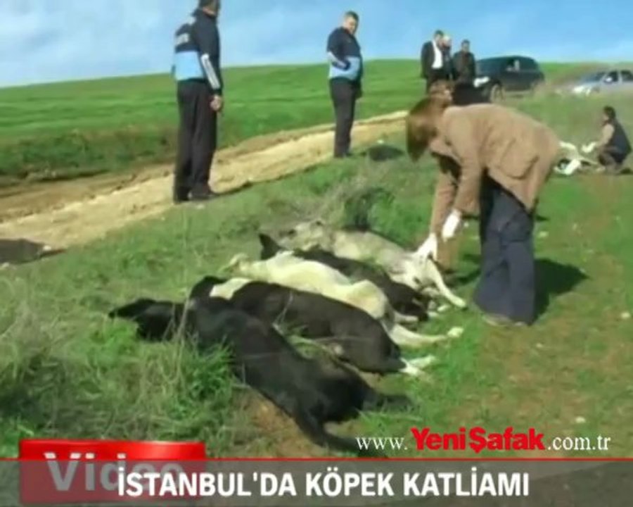 İstanbul'da köpek katliamı