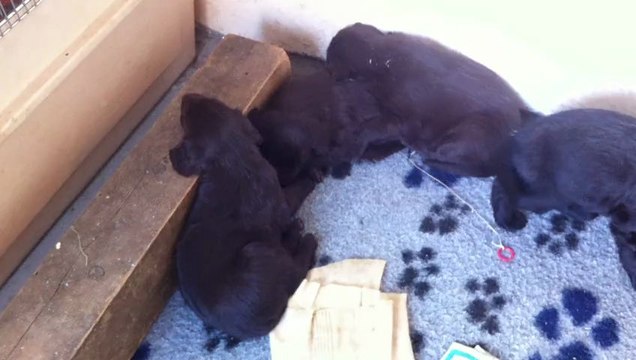 les Bébés flat coated retrievers du Roc de Tougne