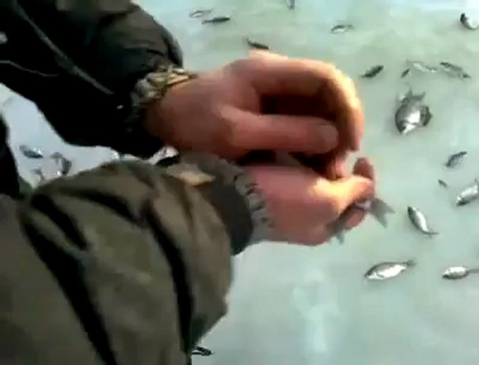 Des poissons jaillissent de la glace !