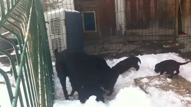 première sortie des BB falt coated retriever du Roc de Tougne