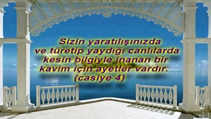 Martıların Uçuş Teknikleri