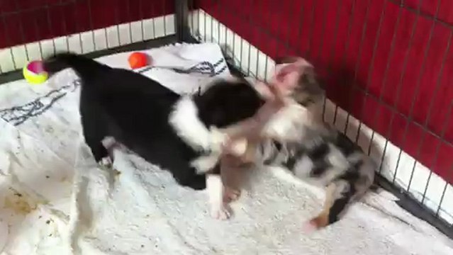 les chiots de Dixie et Black 3 semaines et demi