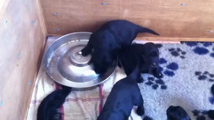 les premières croquettes des flat du Toc de Tougne