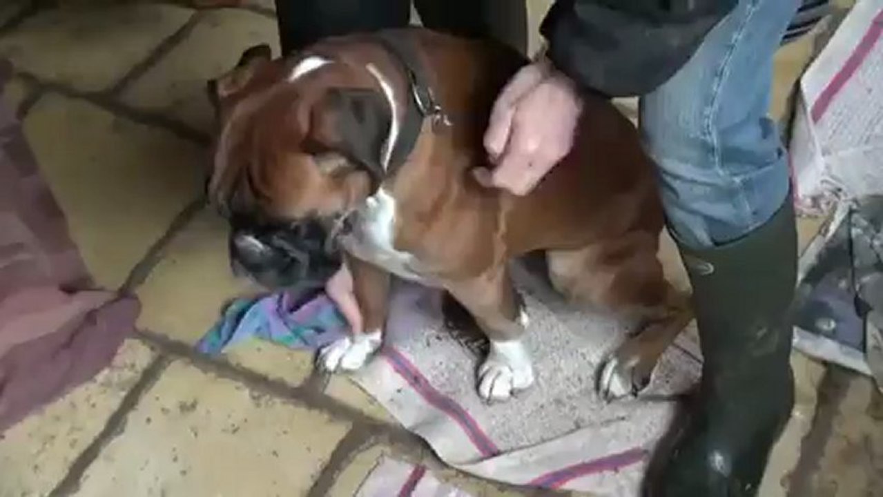 Fiona, chienne boxer jouant avec une grosse boule de neige