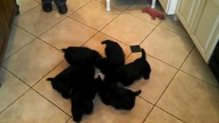 Des chiots boivent du lait dans une seule gamelle et tournent en même temps, trop mignon !