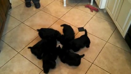 Des chiots boivent du lait dans une seule gamelle et tournent en même temps, trop mignon !