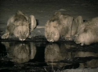 Trois Lions dans la Nuit / National Geographic / Les 25 Plus Beaux Films