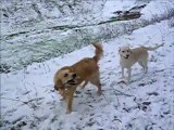 Jeux de chiens dans la neige
