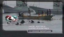 Japon - Australie La guerre des baleines