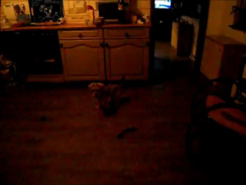 Meine Hunde drin Beim Spielen