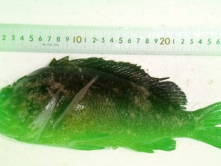 Fish With 2,500 Times Legal Limit Of Radioactivity Caught