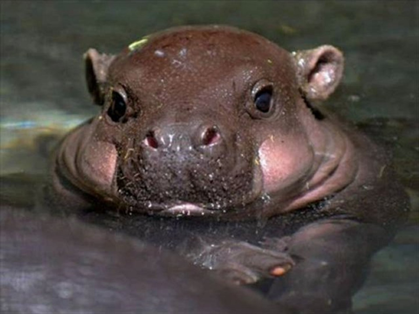 L'hippopotame de l'afrique