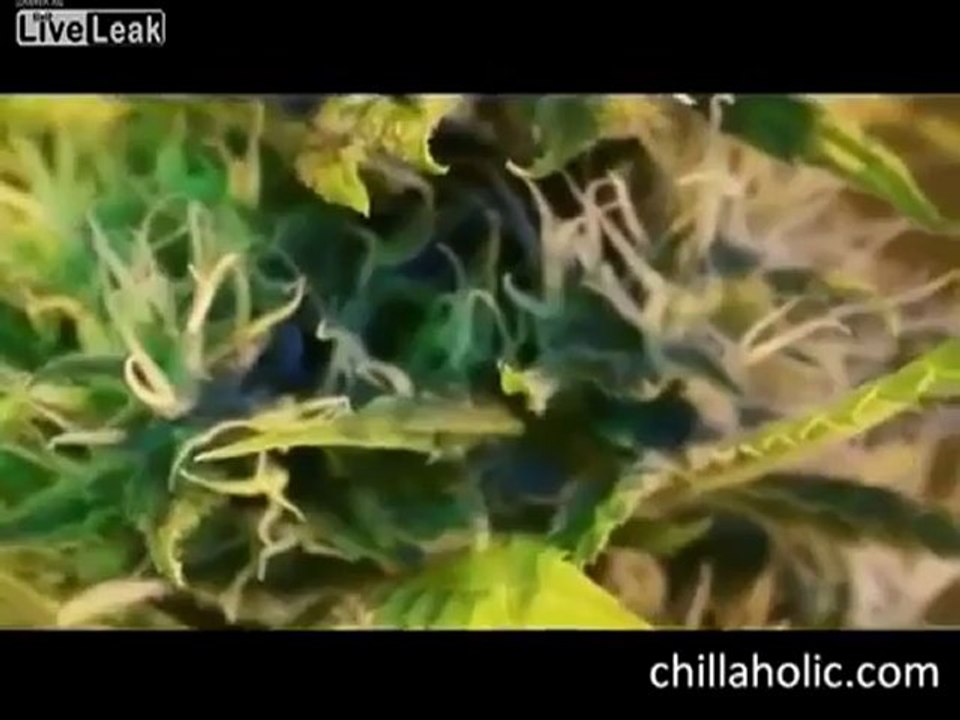 Cannabis Grow Time Lapse Video