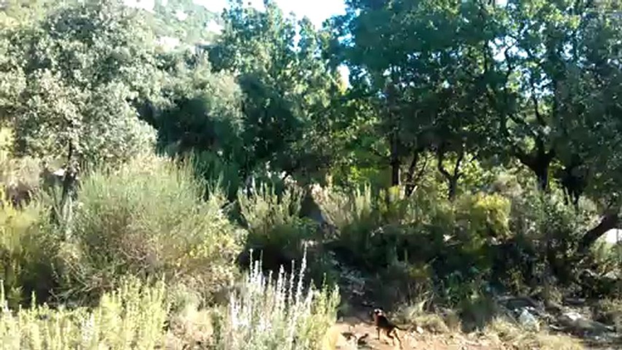 chiot 4 mois au parc sanglier(1)