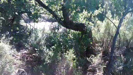 chiot 4 mois au parc sanglier (3)