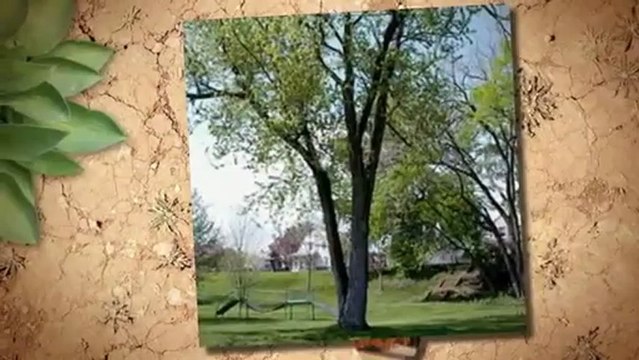 Model Tree (319) 338-5272