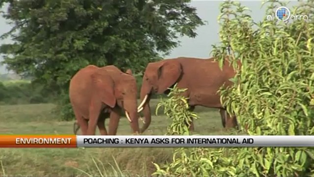 Poaching: Kenya asks for international aid