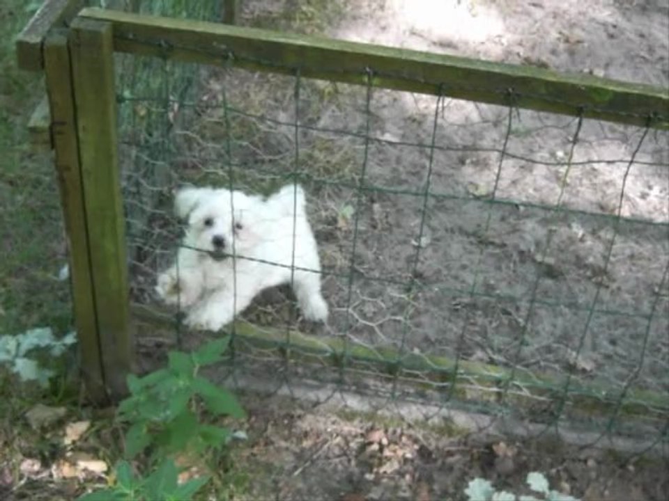 3 femelles bichons maltais