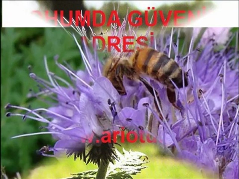 ARI OTU TOHUMU,ARI OTU,ARI-OTU,ARI-OTU-TOHUMU,SATILIK ARI OTU,ARI OTU TOHUMU SATIŞI,ARI OTU TOHUMU FİYATI,ARI OTU TOHUMU FİYATLARI,FAZELYA,FAZELYA TOHUMU,arı otu,arı otu tohumu,arı otu fiyatı,arı otu